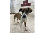 Adopt OPIE a Parson Russell Terrier, Mixed Breed
