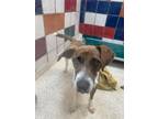 Adopt OPIE a Parson Russell Terrier, Mixed Breed