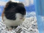 Adopt LUCKY CHARM a Guinea Pig