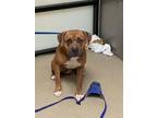 Adopt Gabe a Pit Bull Terrier, Mixed Breed