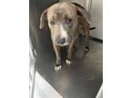 Adopt Bodhi a Pit Bull Terrier, Mixed Breed