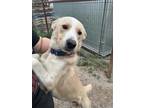 Adopt Fig a Great Pyrenees, Mixed Breed