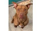 Adopt Red a Pit Bull Terrier, Mixed Breed
