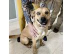 Adopt Charlie a Labrador Retriever, Terrier