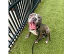 Adopt GEE WILLIKERS a Pit Bull Terrier