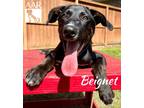 Adopt Beignet a Pointer, Hound