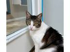 Adopt Draco a Domestic Short Hair