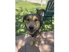 Adopt Lucas a German Shepherd Dog