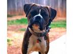 Adopt Oliver III a Boxer