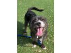 Adopt GEISEL a Parson Russell Terrier, Mixed Breed