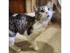 Adopt Scooter a Domestic Short Hair