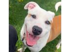 Adopt Arlo a Pit Bull Terrier