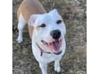 Adopt Arlo a Pit Bull Terrier