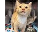 Adopt Einstein a Domestic Short Hair