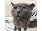 Adopt Billy a Domestic Short Hair