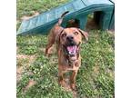 Adopt LeBron a Hound