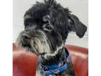 Adopt Jax - Adoption Pending a Poodle