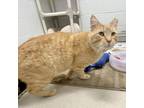 Adopt Jasper a Domestic Short Hair