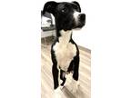 Adopt Macon a Labrador Retriever, Pit Bull Terrier