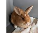 Adopt SQUASH a Bunny Rabbit