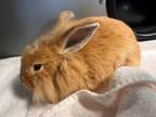 Adopt QUESO a Bunny Rabbit