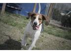 Adopt Bo a Treeing Walker Coonhound