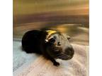 Adopt Blackberry a Guinea Pig