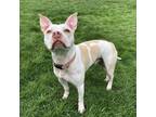Adopt Casper - AVAILABLE a Pit Bull Terrier