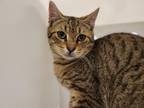 Adopt BARN CAT HECTOR a Domestic Short Hair