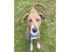 Adopt BUCKNER a Greyhound, Mixed Breed