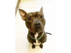 Adopt RIVER a Pit Bull Terrier