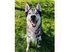 Adopt SIF a Siberian Husky