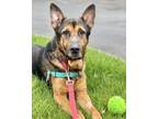 Adopt OLYMPUS a German Shepherd Dog