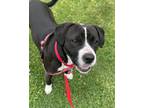 Adopt ODIE a Pit Bull Terrier