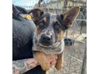 Adopt Dewey a Australian Cattle Dog / Blue Heeler, Australian Shepherd