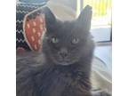 Adopt Gray a Domestic Long Hair