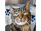 Adopt Mr. Seger - Adoption Fee Paid! a Domestic Short Hair