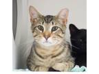 Adopt Newton (bonded with Galileo) a Domestic Short Hair
