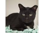 Adopt Galileo (bonded with Newton) a Domestic Short Hair