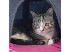 Adopt Andre a Domestic Short Hair