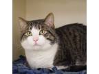 Adopt Indy a Domestic Short Hair