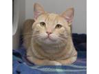 Adopt Colby a Domestic Short Hair