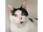 Adopt Bounty a Domestic Short Hair