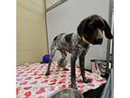 Adopt Copper a German Shorthaired Pointer