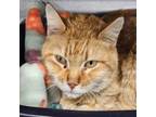 Adopt Archie a Domestic Short Hair