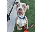 Adopt Argos a Pit Bull Terrier, Mixed Breed