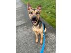 Adopt Thor a German Shepherd Dog, Pit Bull Terrier