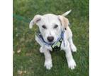 Adopt Peoria Pup - Tazewell a Basenji, Terrier