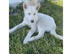 Adopt Aspen- *Available 4/28* Chino Hills Location a Siberian Husky