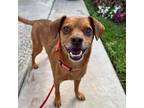 Adopt Joe Joe - Claremont Location a Terrier, Beagle